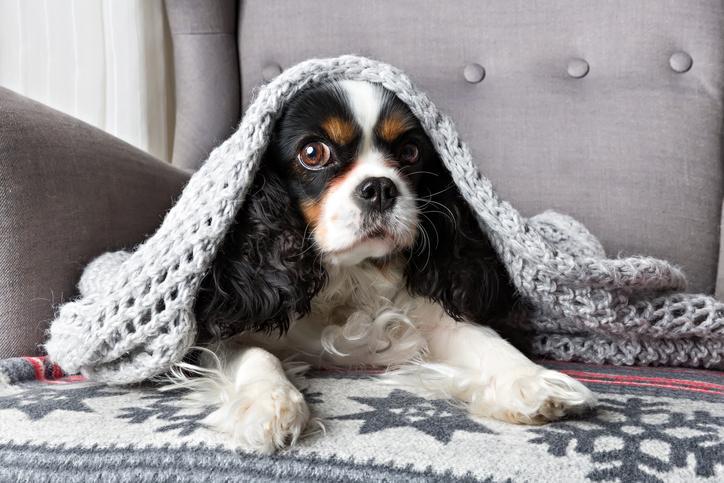 King Charles Under Warm Grey Blanket