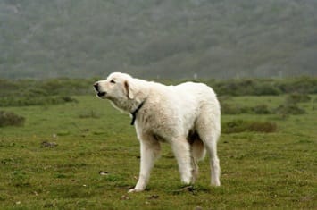 Livestock Dogs