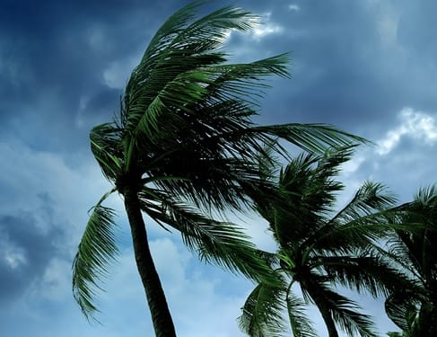 Palm trees blowing in strong hurricane wind