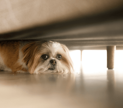 pet dog hiding under table