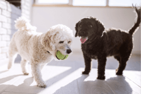 Two puppies playing with a tennis ball